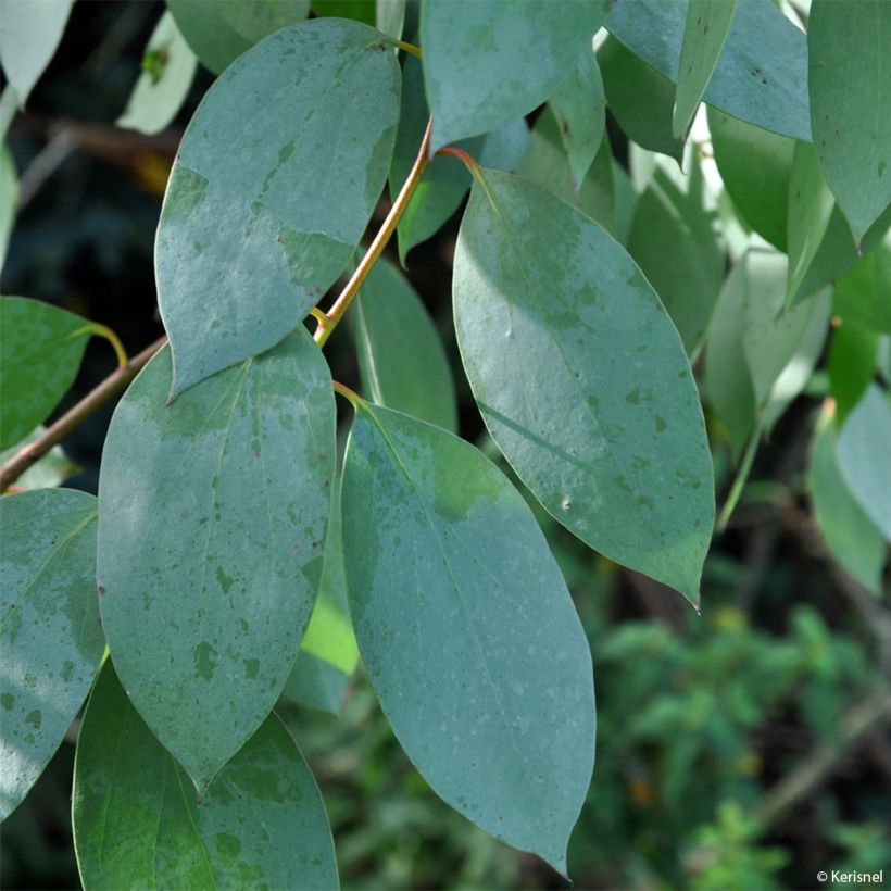 Eucalyptus stellulata - Eucalipto (Fogliame)