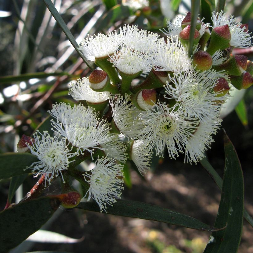 Eucalyptus gregsoniana - Eucalipto (Fioritura)