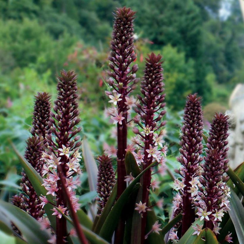 Eucomis comosa Sparkling Rosy - Giglio di ananas (Porto)