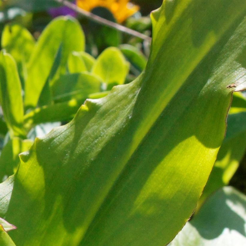 Eucomis autumnalis (Fogliame)