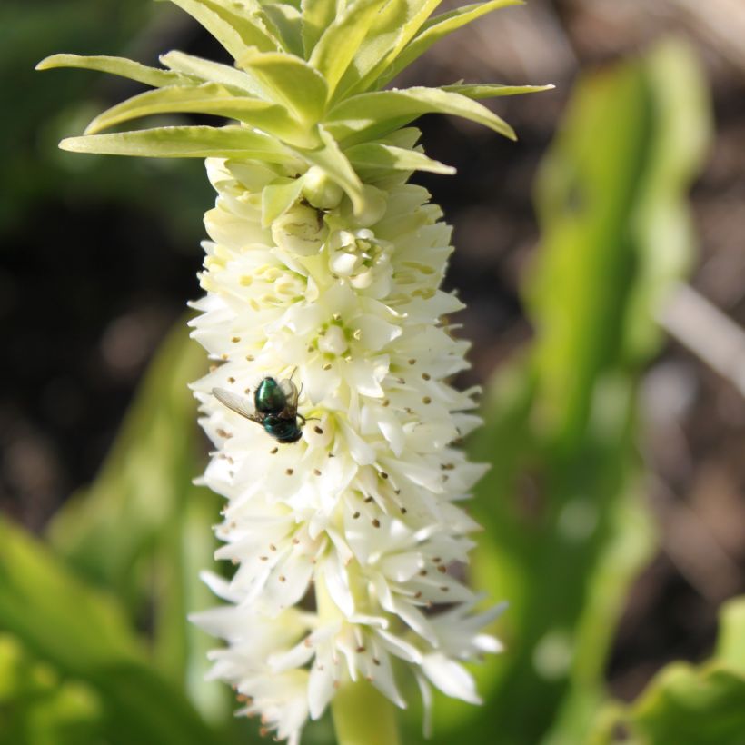 Eucomis autumnalis (Fioritura)