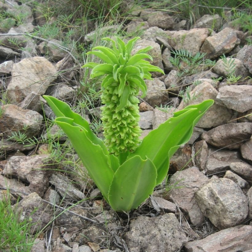 Eucomis autumnalis (Porto)