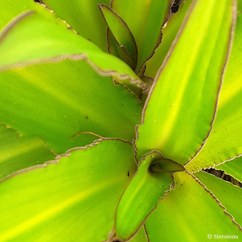 Eucomis comosa Can Can - Giglio di ananas (Fogliame)