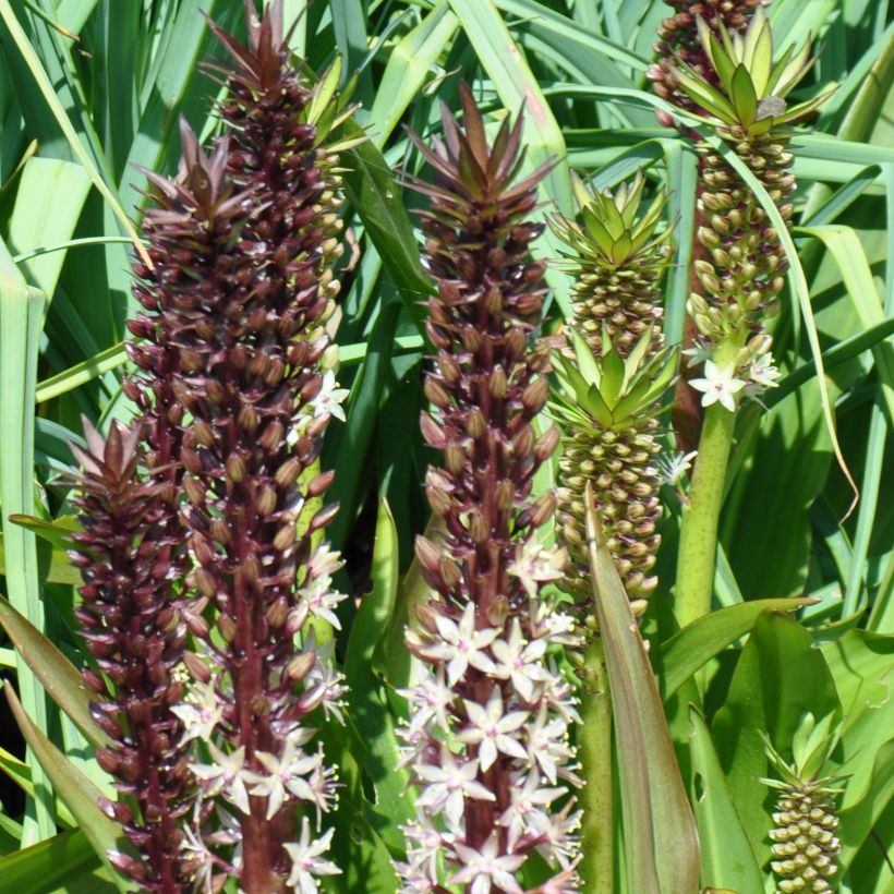 Eucomis comosa Sparkling Burgundy - Giglio di ananas (Porto)