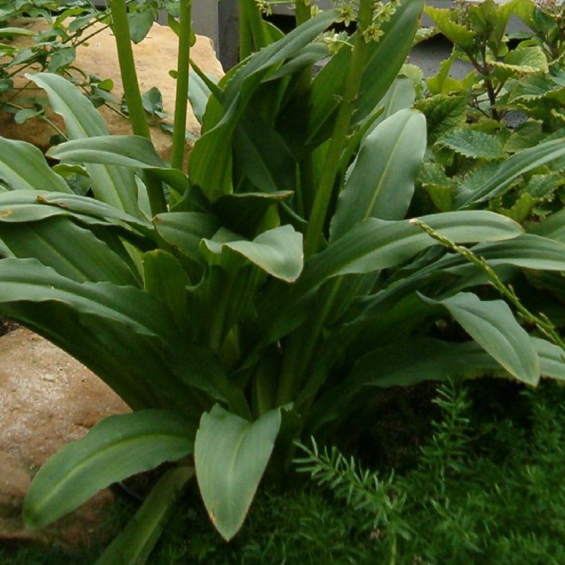 Eucomis pallidiflora subsp. pole-evansii - Giglio di ananas (Fogliame)