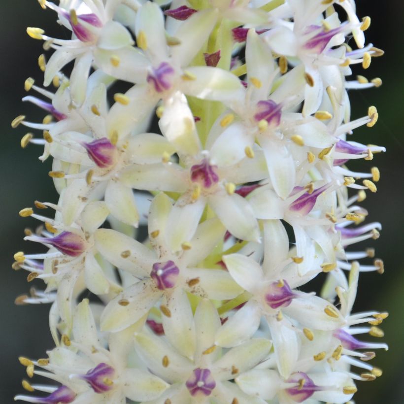 Eucomis pallidiflora subsp. pole-evansii - Giglio di ananas (Fioritura)