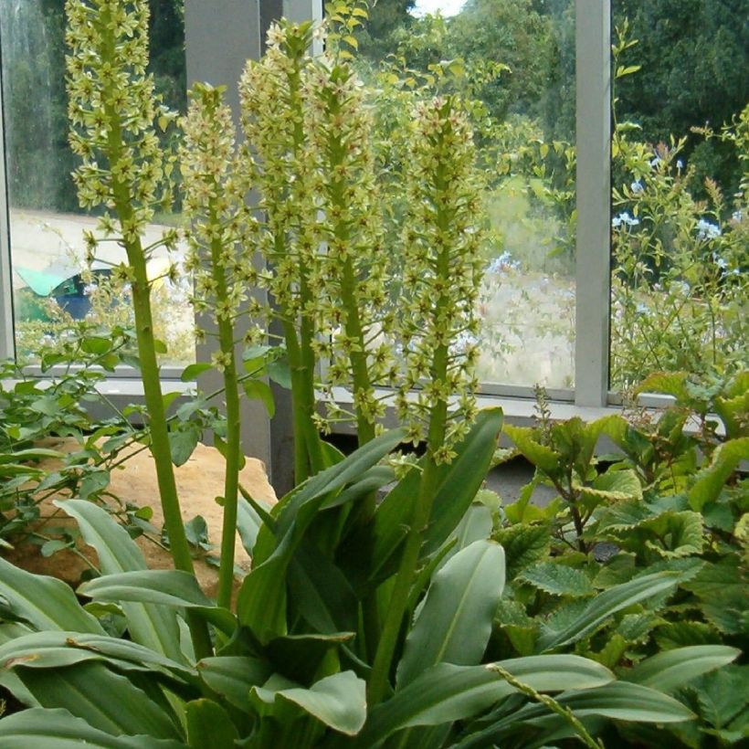 Eucomis pallidiflora subsp. pole-evansii - Giglio di ananas (Porto)