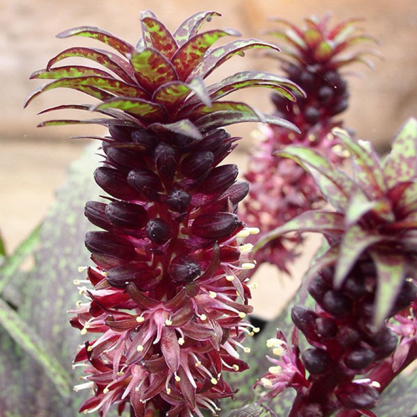 Eucomis vandermerwei - Giglio di ananas (Fioritura)