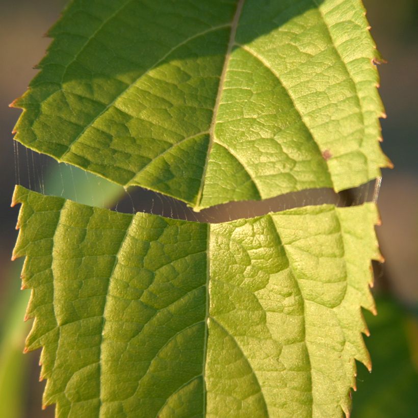 Eucommia ulmoides (Fogliame)