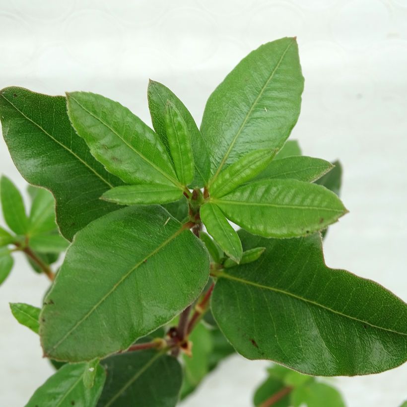 Eucryphia intermedia Rostrevor (Fogliame)