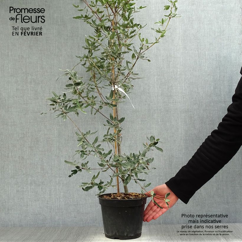 Eucryphia moorei - Eucryphia de Moore Pot de 4L esemplare consegnato in inverno