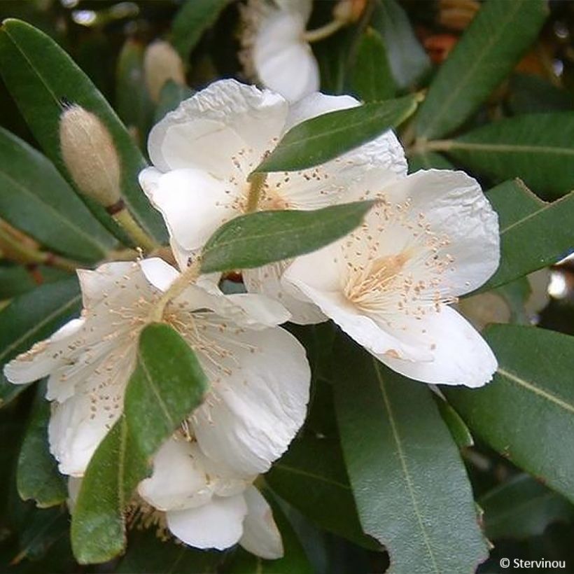 Eucryphia moorei (Fioritura)