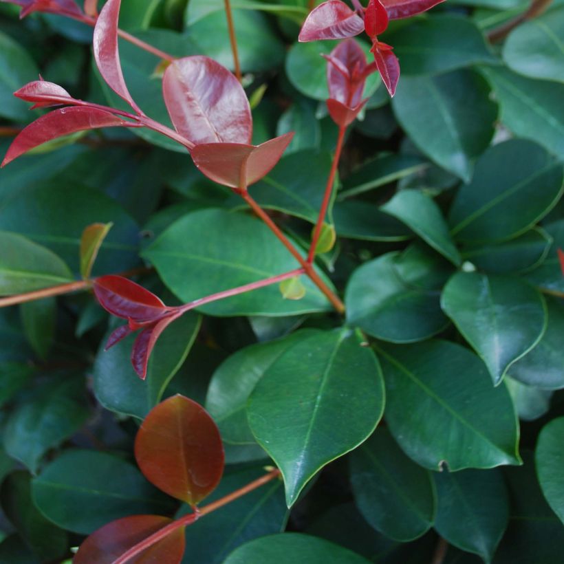 Eugenia uniflora Etna Fire (Fogliame)