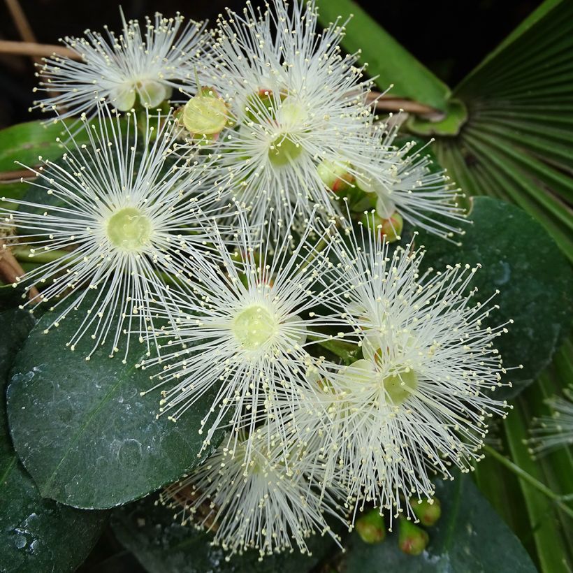 Eugenia uniflora Etna Fire (Fioritura)