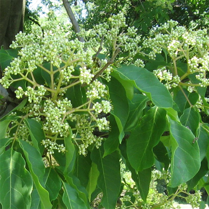 Tetradium daniellii - Evodia (Fioritura)