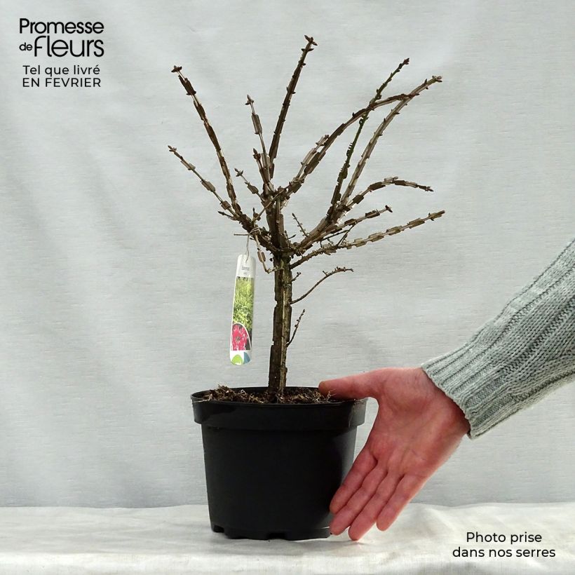 Euonymus alatus 20/30 cm ent pot de 2L - Fusain ailé esemplare consegnato in inverno