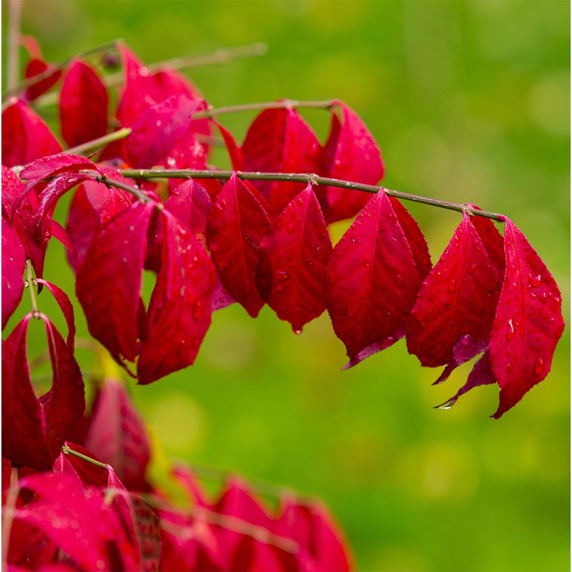 Euonymus alatus Ciliatodentatus - Evonimo alato (Fogliame)