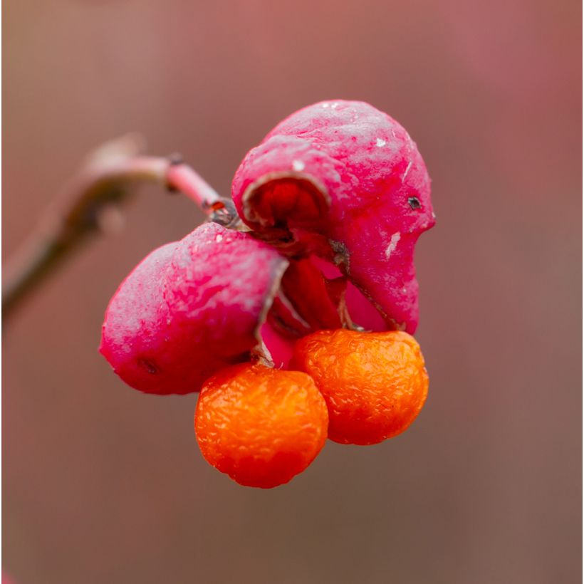 Euonymus alatus Ciliatodentatus - Evonimo alato (Raccolta)