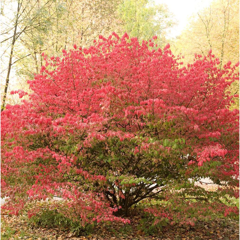 Euonymus alatus Ciliatodentatus - Evonimo alato (Porto)