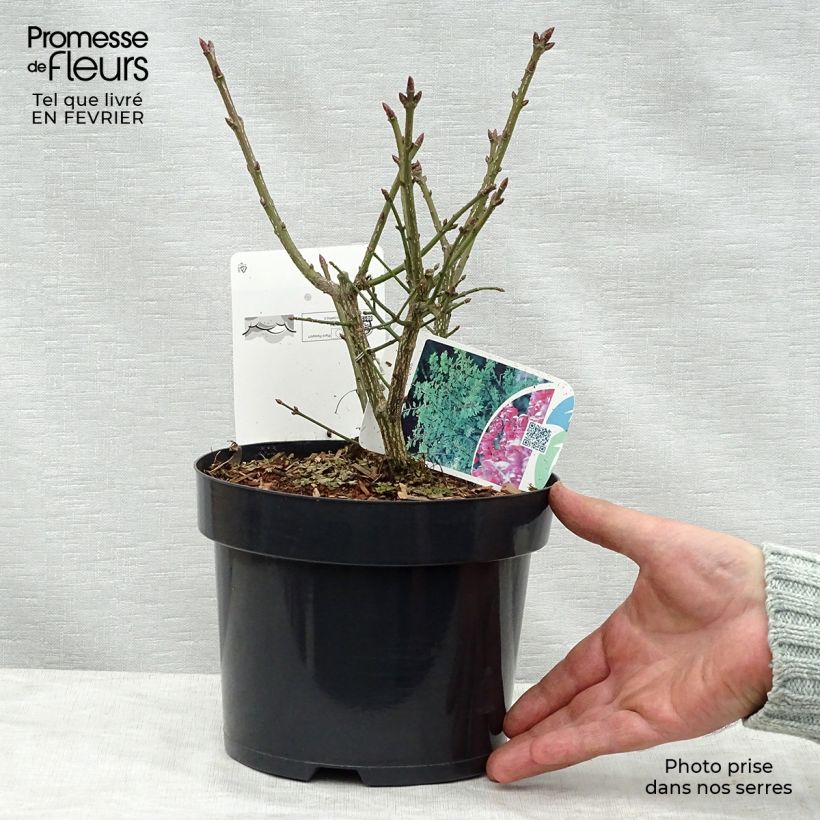 Euonymus alatus Compactus - Pot de 2L/3L esemplare consegnato in inverno