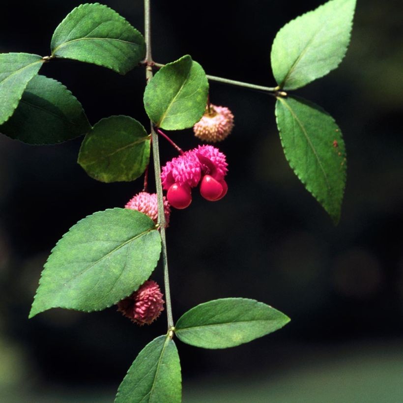 Euonymus americanus (Fogliame)