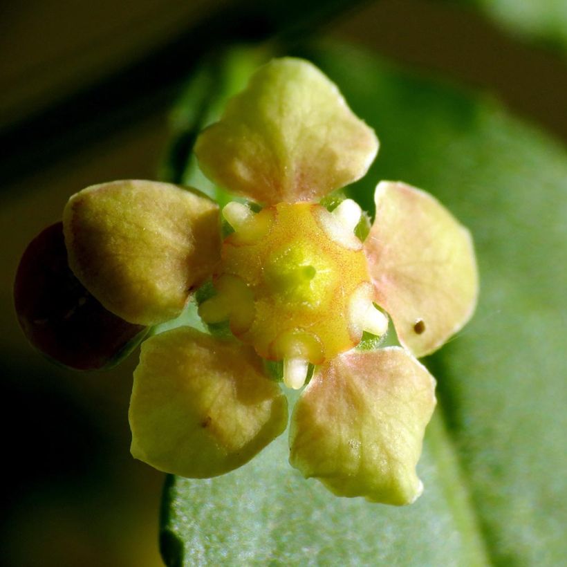 Euonymus americanus (Fioritura)