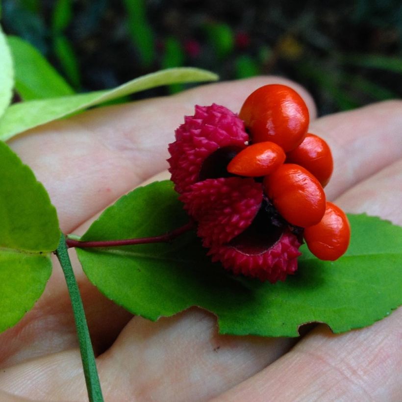 Euonymus americanus (Raccolta)