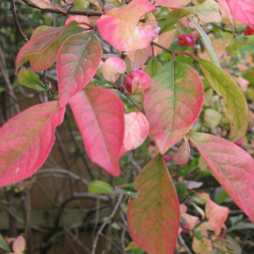 Euonymus europaeus Red Cascade - Fusaria comune (Fogliame)