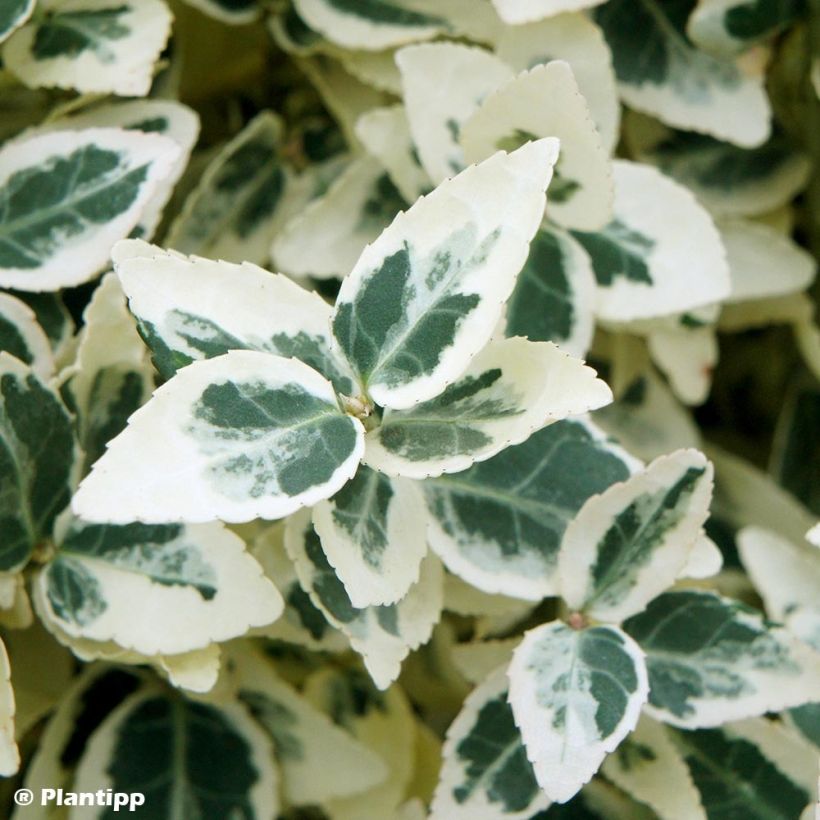 Euonymus fortunei Dan's Delight (Fogliame)