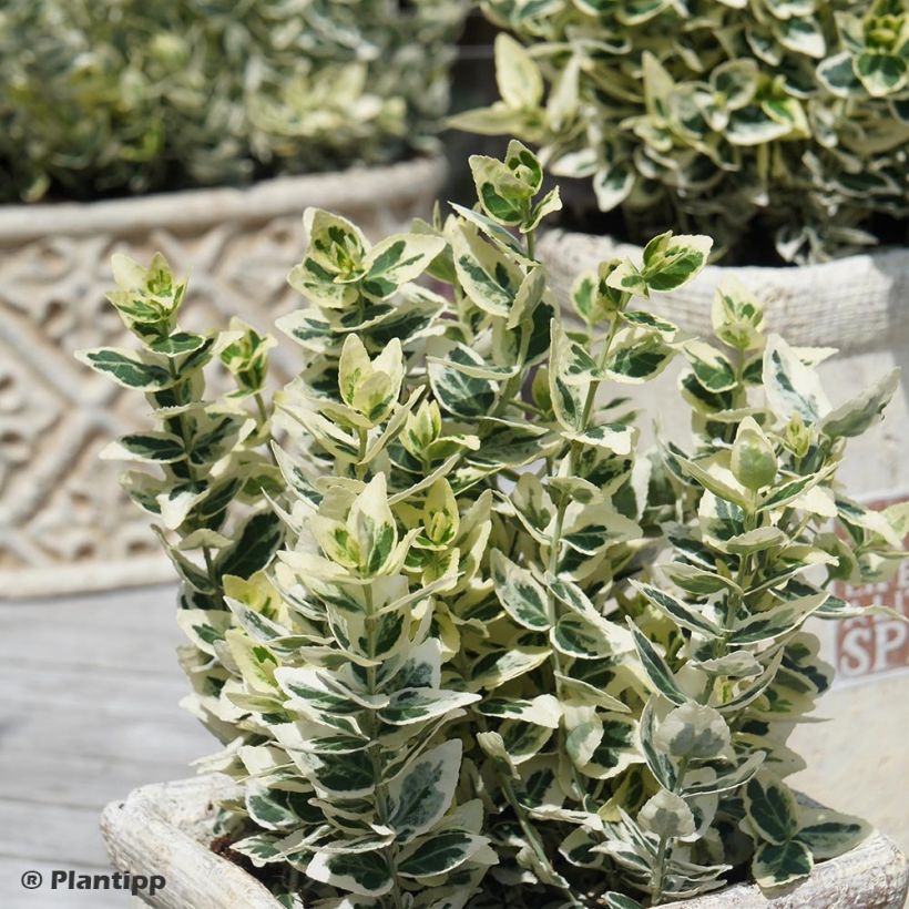 Euonymus fortunei Dan's Delight (Porto)