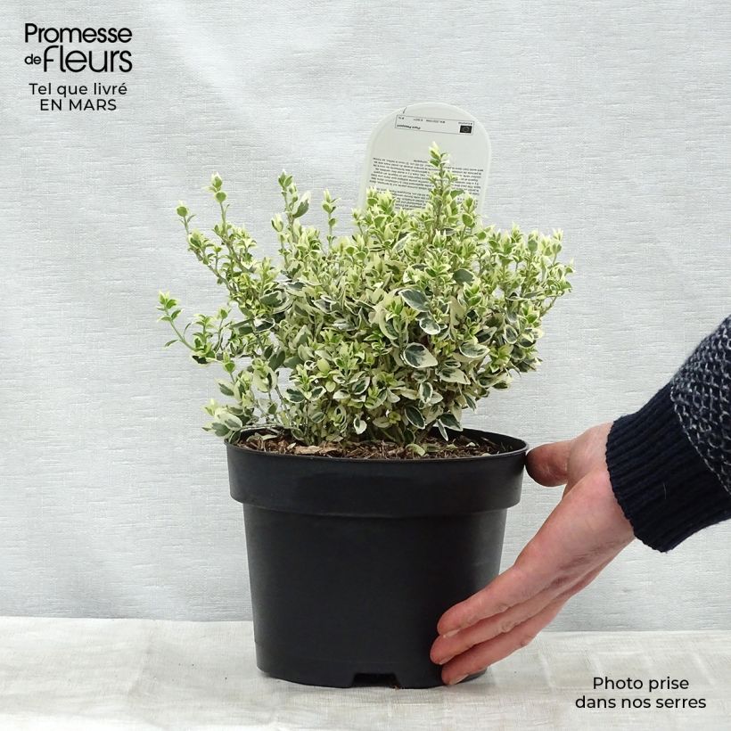 Euonymus fortunei Dan's Delight - Fusain persistant Pot de 2L/3L esemplare consegnato in inverno