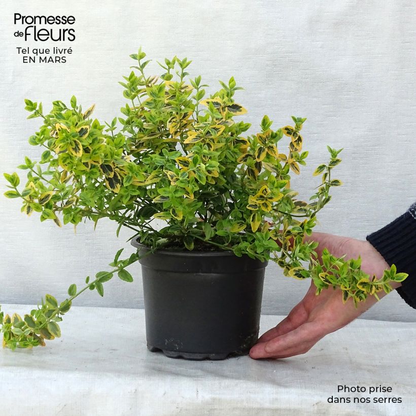 Euonymus fortunei Emerald 'n gold 10/20cm en pot de 3L- Fusain esemplare consegnato in inverno