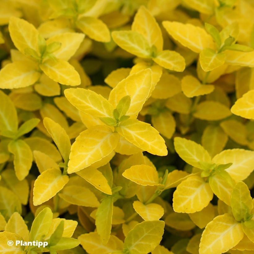 Euonymus fortunei Goldy (Fogliame)