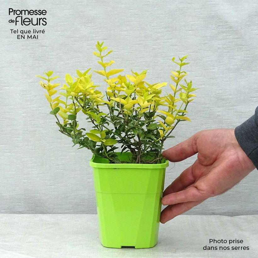 Euonymus fortunei Goldy - Fusain persistant Pot de 3L/4L esemplare consegnato in primavera