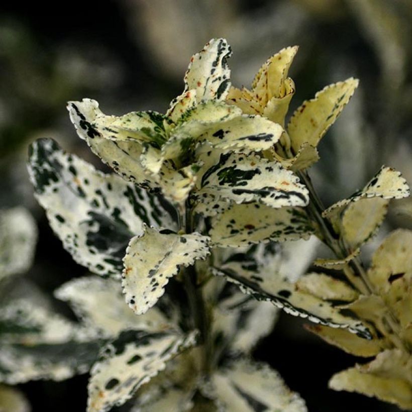 Euonymus fortunei Harlequin (Fogliame)