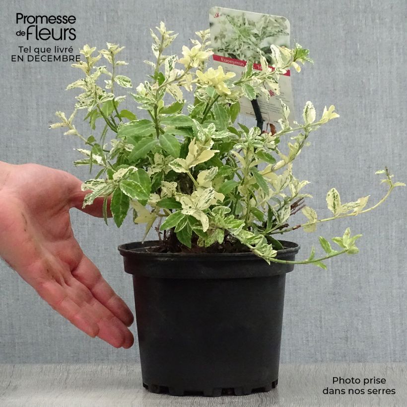 Euonymus fortunei Harlequin - Fusain persistant panaché en pot de 2L/3L esemplare consegnato in inverno