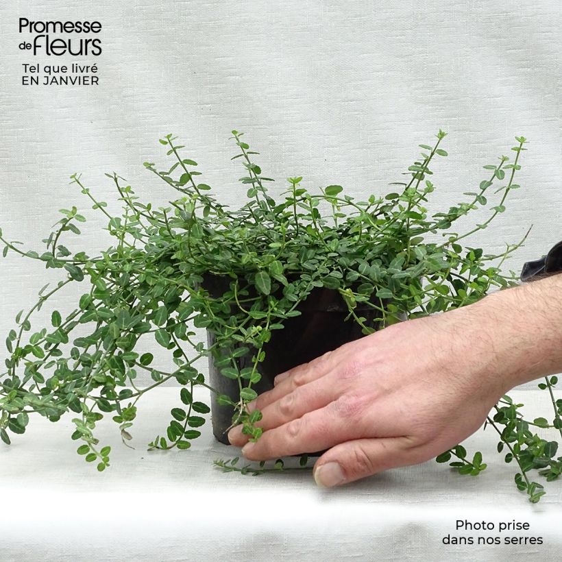 Euonymus fortunei Minimus - Fusain persistant Pot de 2L/3L esemplare consegnato in inverno