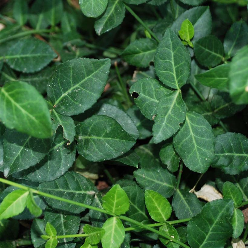 Euonymus fortunei Radicans (Fogliame)