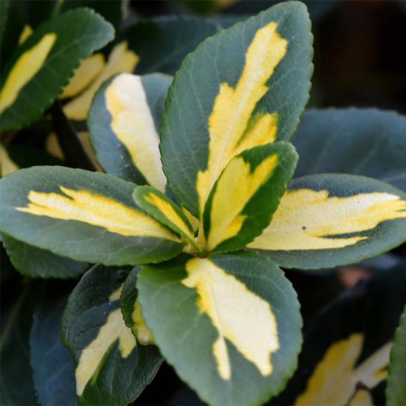 Euonymus fortunei Sunspot (Fogliame)