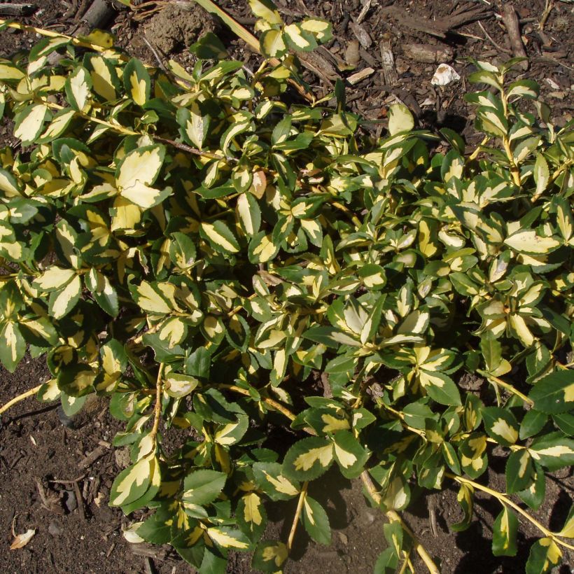 Euonymus fortunei Sunspot (Porto)