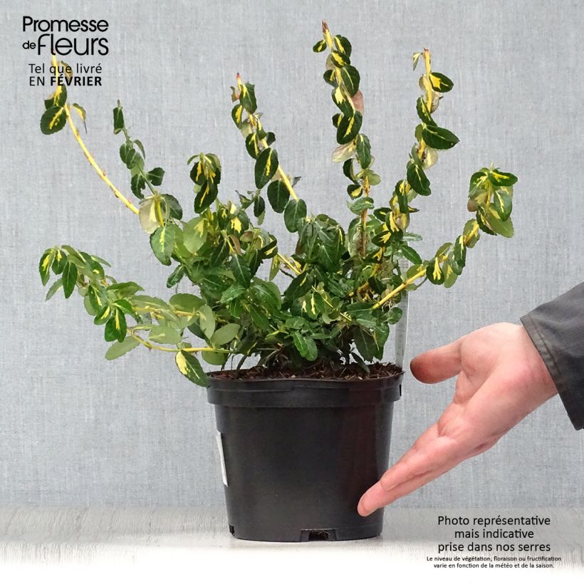 Euonymus fortunei  Sunspot - Fusain persistant Pot de 2L/3L esemplare consegnato in inverno