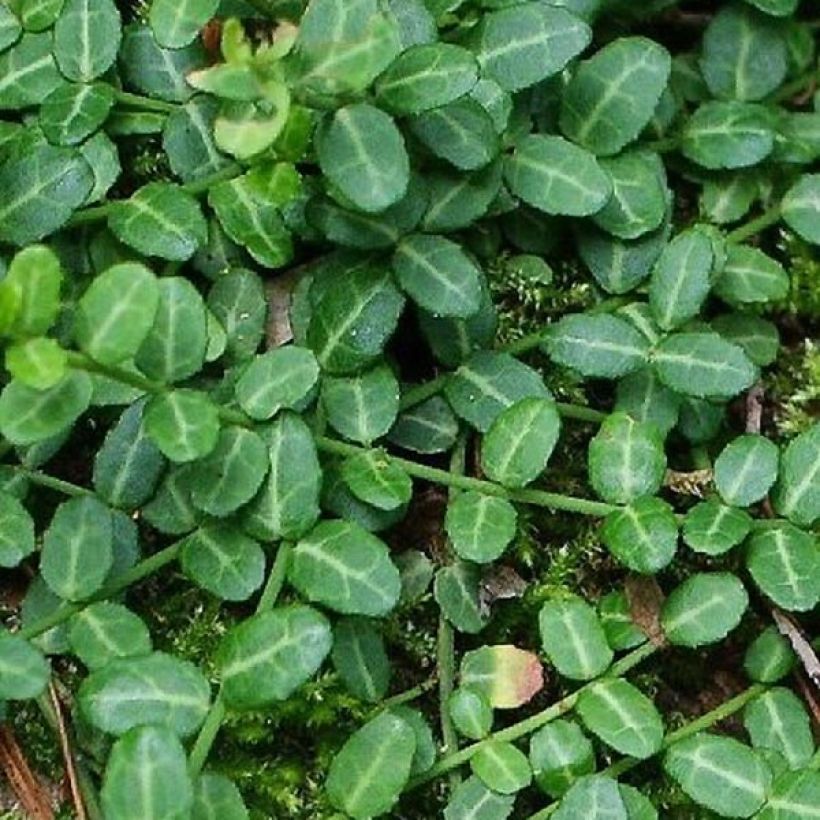 Euonymus fortunei Tustin (Fogliame)