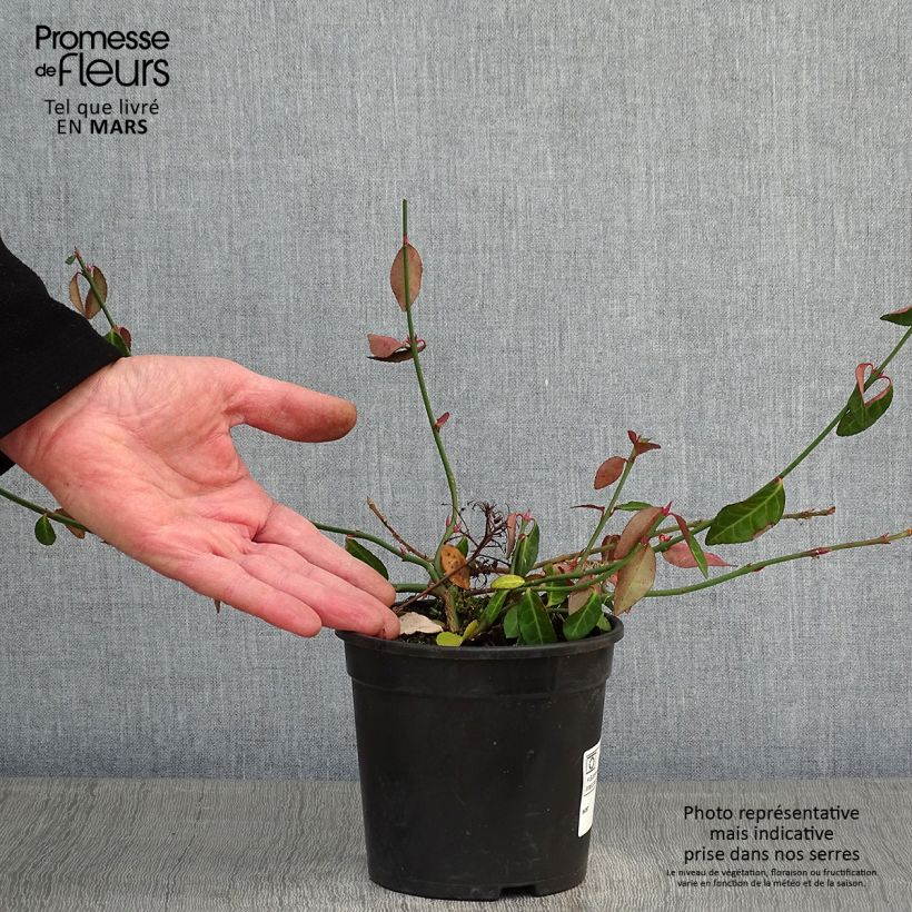 Euonymus fortunei Tustin - Fusain nain persistant. Pot de 1L/1.5L esemplare consegnato in inverno