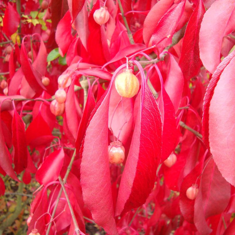 Euonymus grandiflorus Red Wine (Fogliame)