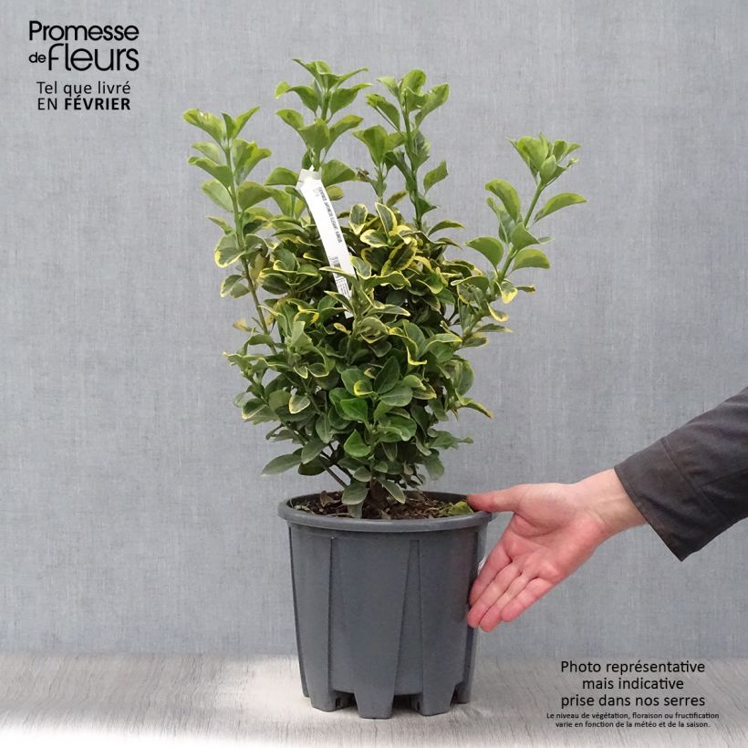 Euonymus japonicus Aureus 50/60cm en pot de 10L- Fusain du Japon esemplare consegnato in inverno