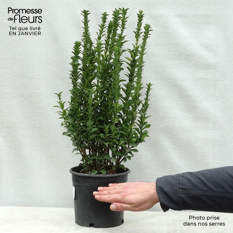 Euonymus japonicus Benkomasaki (Erecta) 20/25cm en pot 3L esemplare consegnato in inverno