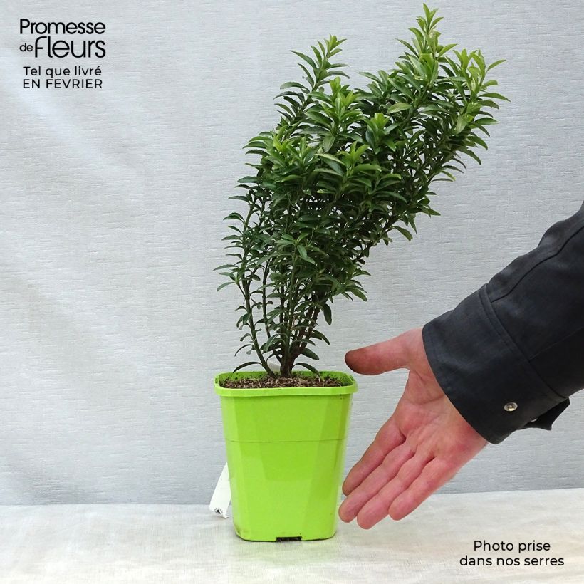 Euonymus japonicus Happiness - Fusain du Japon en pot de 1/1,5L esemplare consegnato in inverno