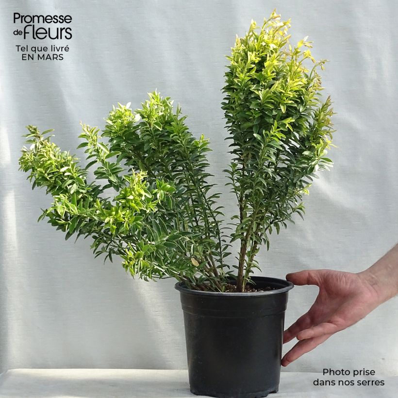 Euonymus japonicus Happiness - Fusain du Japon nain en pot de 4L/5L esemplare consegnato in inverno