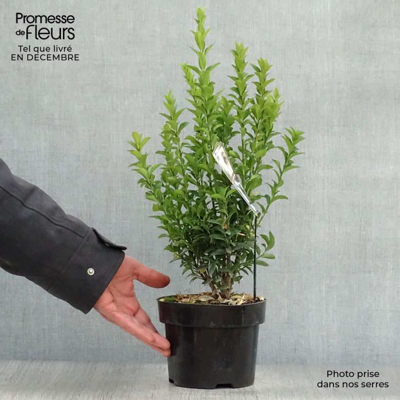 Euonymus japonicus Jean Hugues - Fusain du Japon   Pot de 2L/3L esemplare consegnato in inverno