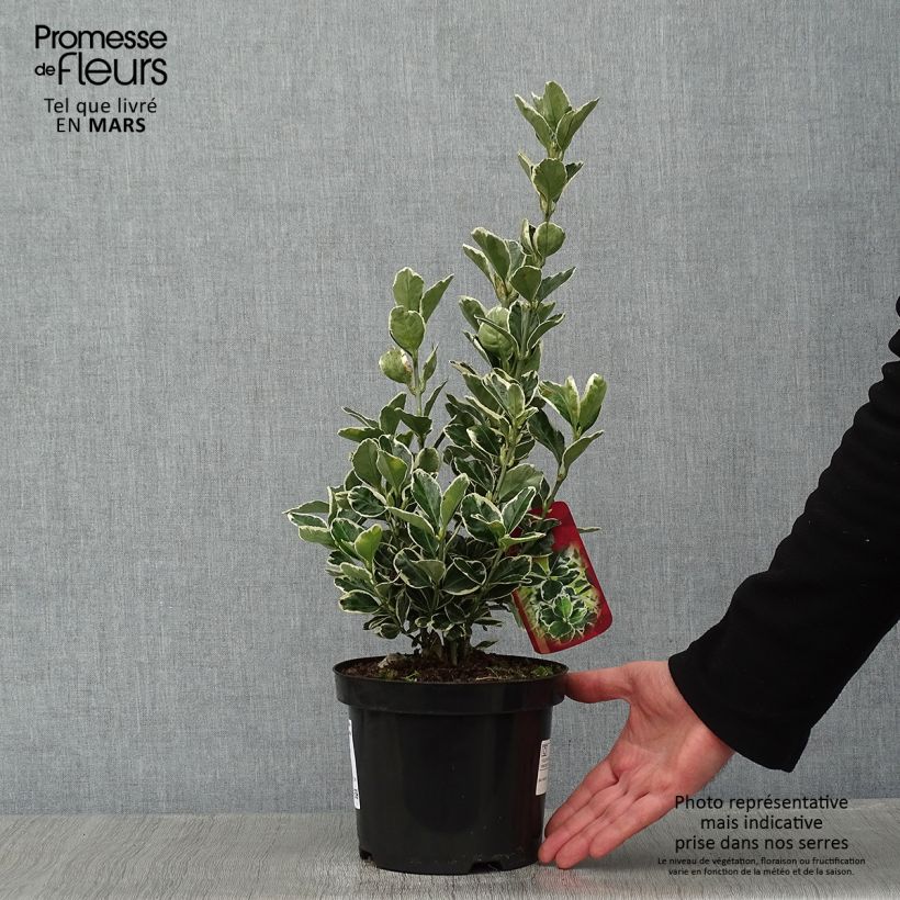 Euonymus japonicus Kathy - Fusain du Japon en pot de 2L/3L esemplare consegnato in inverno